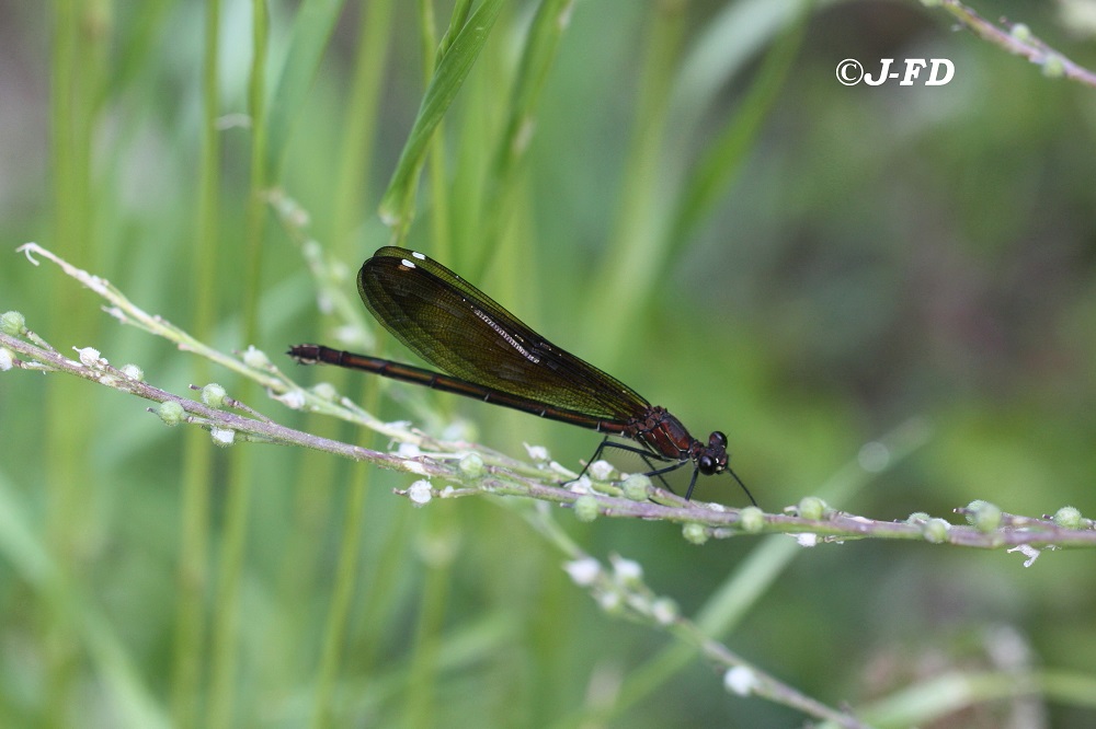 calopetryx haemorrhoidalis